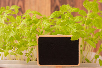Growing sweet pepper seedlings for planting in a greenhouse, black plate for text