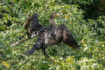 Great Cormorant (Phalacrocorax carbo) on pond