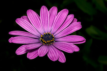 Obraz premium Purple Daisy flower on dark background