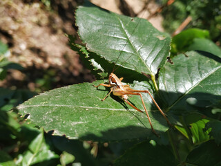 Grasshopper Standing On A Leaf