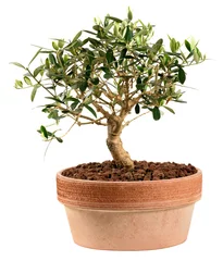 Rolgordijnen Small olive tree bonsai plant in a red clay pot © photology1971