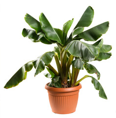 Potted Musa acuminata plant with green fronds
