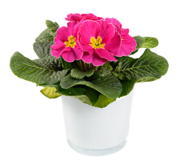 Colorful pink and yellow variegated potted Primrose or Primula
