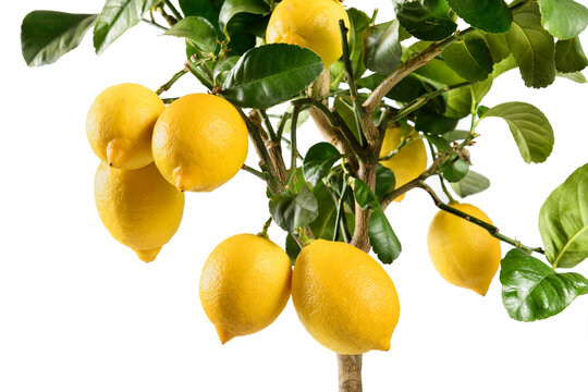 Close up on ripening yellow lemons on an ornamental potted tree