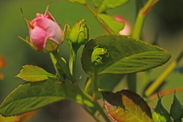 View of the beautiful blooming rosebuds in the garden.