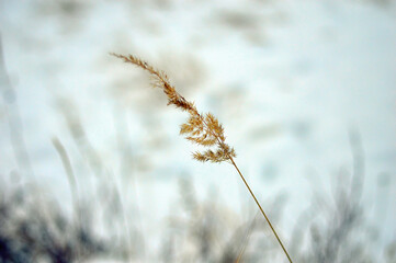 A stalk of dry yellow grass on a pale blue snowy background. Wallpaper.