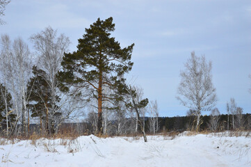 Winter landscape. A glade with pines and birches in a snowdrift. Dark mountains are visible on the horizon. It's a nasty day. Russia, Eastern Siberia