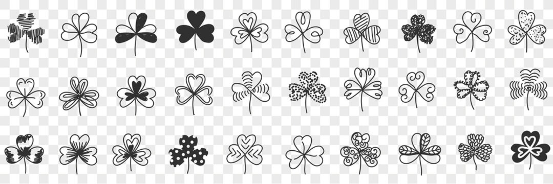 Clover plant pattern doodle set. Collection of hand drawn natural clover plants of various pattens in rows decoration isolated on transparent background