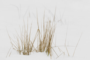 Reeds in the snow