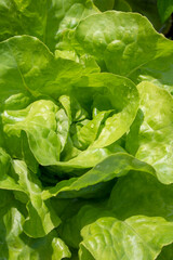 Light green fresh and juicy salad or lettuce leaves growing in the sunny spring or summer garden. Close up photo of the young cabbage petals on the farm
