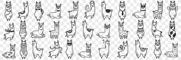 Fototapeta premium Funny alpacas animals doodle set. Collection of hand drawn various funny cute alpaca animals in different poses enjoying life isolated on transparent background