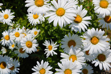 Nice view of white blooming daisies in the garden.