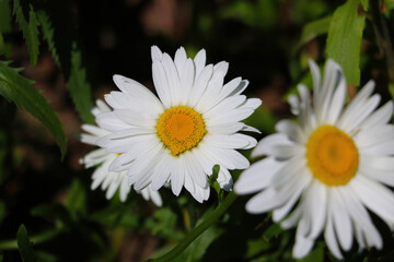 Fototapeta premium Nice view of white blooming daisies in the garden.