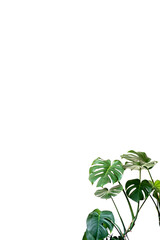 Monstera deliciosa or Swiss cheese plant on a white background. Stylish and minimalistic urban jungle interior. Empty white wall and copy space
