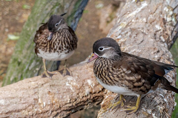 Feral Mandarin Duck (Aix galericulata) female in Los Angeles County arboretum, Los Angeles, California, USA