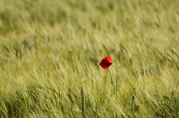 
Papaver rhoeas. One poppy flower in a green field with grain. Place for text on a green background