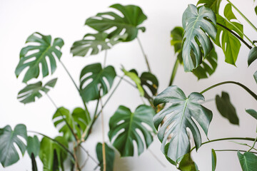 Monstera deliciosa or Swiss cheese plant on a white background. Stylish and minimalistic urban jungle interior