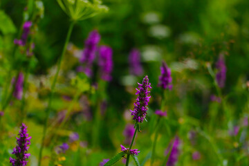 Beautiful flowers of lupine blooms in the meadow.