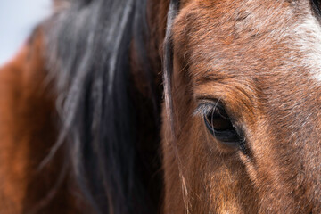 Right side of a brown horse's head and neck. Focus on the eyelashe. Narrow depth of field. Copy space