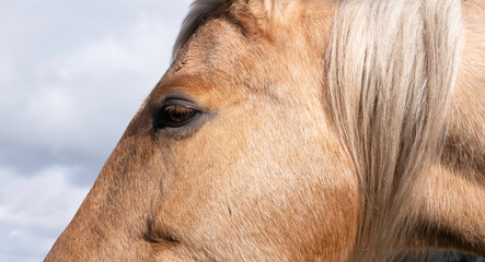 Side view of a part of the head of a chestnut colored horse lit by the sun with blue gray cloudy sky. Portrait. Focus on the eye.