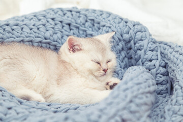 Cute silver British kitten sleeps on a blue knitted blanket.