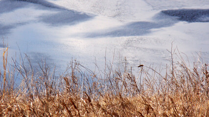 Fototapeta premium Winter on the island Khortytsa. View of the river.