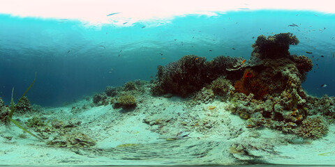 Tropical Seascape Underwater Life. Tropical underwater sea fish. Philippines. 360 panorama VR