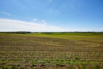 empty farm field with tall grass and blue sky