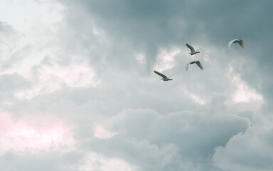 Birds flying under the clouds towards the light