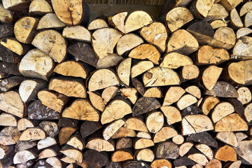 small tree trunks in forest used for firewood