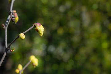つぼみを付けたトサミズキ