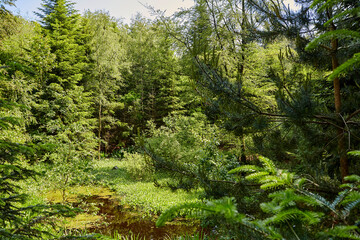 Fototapeta na wymiar large forest with bushes and different types of trees