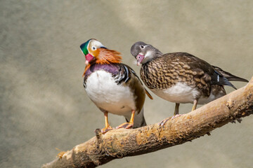 Pair of feral Mandarin Duck (Aix galericulata) in Los Angeles County arboretum, Los Angeles, California, USA