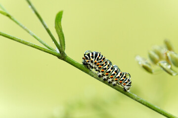 machaon