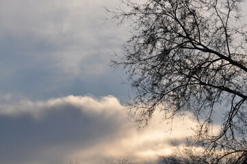 Trees in winter against the blue sky