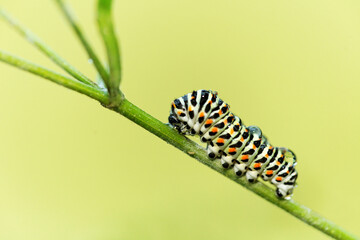 machaon