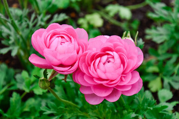 pink ranunculus flowers