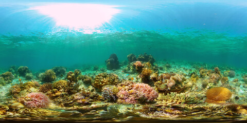 Beautiful underwater landscape with tropical fishes and corals. Life coral reef. Reef Coral Garden Underwater. Philippines. 360 panorama VR