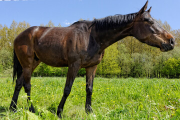 Fototapeta premium cheval