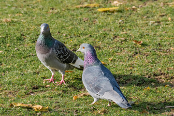 Rock Dove (Columba livia) in park, Moscow, Russia