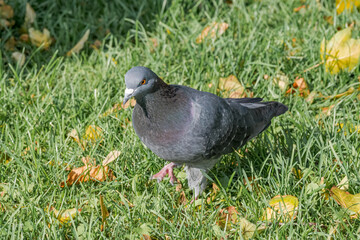 Rock Dove (Columba livia) in park, Moscow, Russia