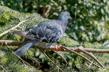 Rock Dove (Columba livia) in park, Moscow, Russia