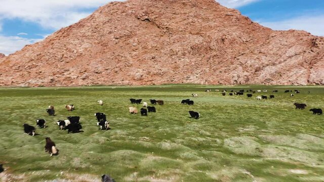 Yak sarlag - Bos mutus . A herd of yaks in a pasture in Mongolia