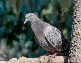 Rock Dove (Columba livia) in park, Moscow, Russia