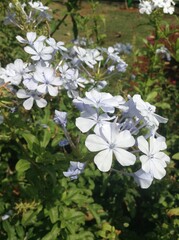 white flowers in the garden
