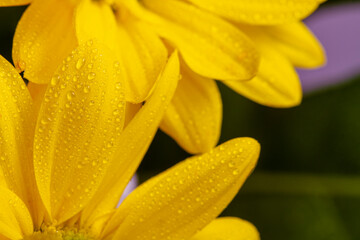 Yellow chrysanthemum close-up with dew drops.Colorful background. Colorful postcard.