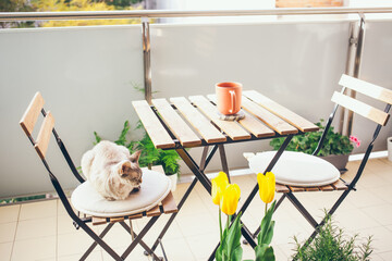 Apartment balcony decorated with plant pots and yellow spring flowers . Beautiful new outdoor furniture wooden - table and chairs. Having breakfast on the terrace with with cat mate.