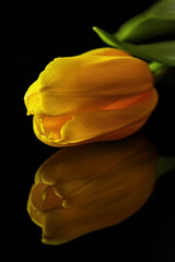 The bud of a yellow tulip lies on a black mirror surface close up