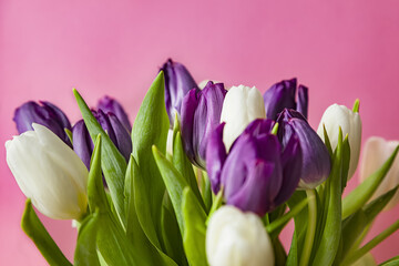 A bouquet of white and blue tulips in a vase on a purple background of the wall close-up. A gift for women's day made of tulip flowers.