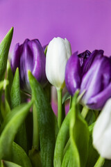 A bouquet of white and blue tulips in a vase on a purple background of the wall close-up. A gift for women's day made of tulip flowers.